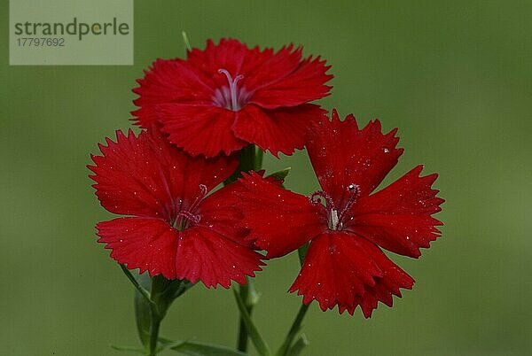 Sweet William  Bartnelke (Dianthus barbatus)  Blumen  Gartenpflanzen Nelkengewächse (Caryophyllaceae)  Blüten  rot  red  Querformat  horizontal