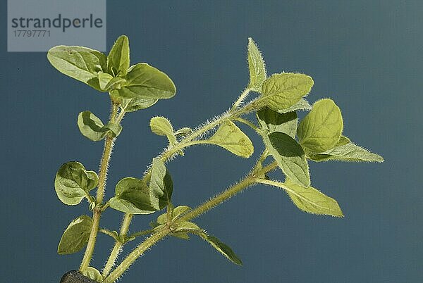 Marjoram leaves  Majoranblaetter (Origanum majorana) Gewürzpflanzen  pot herbs  Lippenblütler (Labiatae)  Blatt  grün  green  Querformat  horizontal