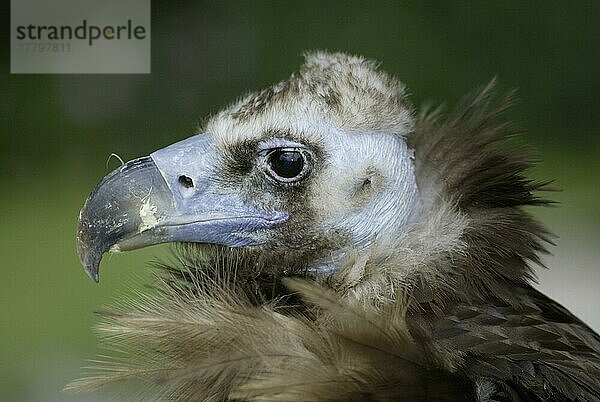 European Black Vulture  Mönchsgeier (Aegypius monachus)  seitlich  side