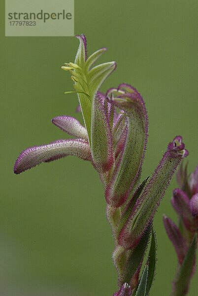 Kängurutatze (Anigozanthos-Hybride)