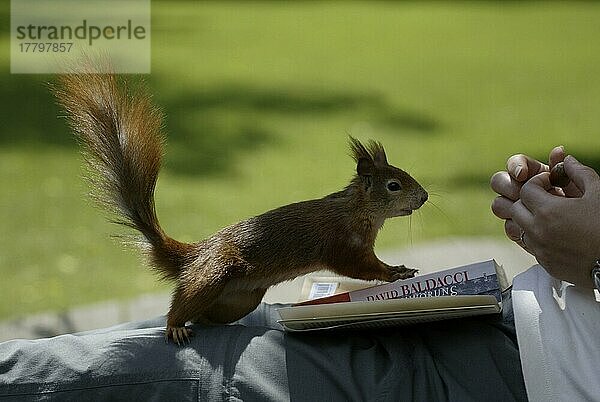 Red Squirrel  beeing feeded  Eichhörnchen (Sciurus vulgaris)  wird gefüttert  Deutschland  Europa