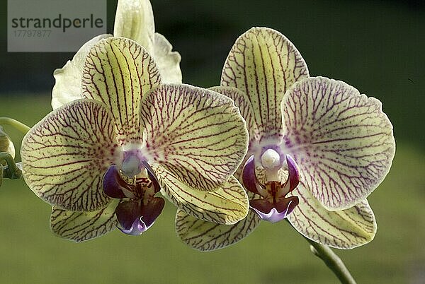 Orchid blossoms  Orchideenblüten  Blumen  Orchideen (Phalaenopsis)  orchids  Knabenkräuter  Zierpflanzen  ornamental bloom  Querformat  horizontal