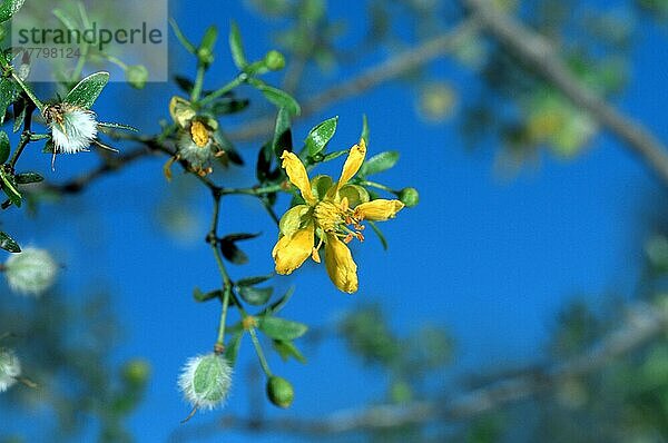 Creosote Bush  Arizona  USA (Larrea tridentata)  Creosote-Strauch  Nordamerika (north_america)  Pflanzen  Blüten  gelb  Querformat  horizontal