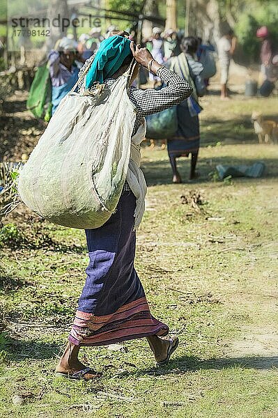 Indische Frau  die auf dem Kopf einen Beutel mit Teeblättern trägt  Nur für den redaktionellen Gebrauch  Assam  Indien  Asien