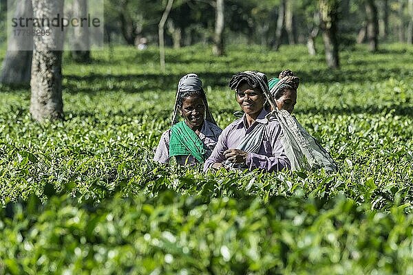Indische Frauen beim Pflücken von Teeblättern  Nur für den redaktionellen Gebrauch  Assam  Indien  Asien