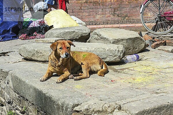 Hund mit Holi Festival Malereien  Durbar Square  Kathmandu  Nepal  Asien