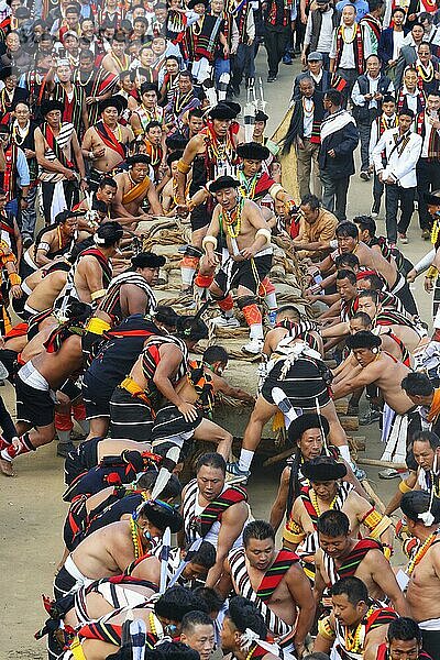 Steinzieh-Zeremonie während des Kisima Nagaland Hornbill Festivals  Kohima  Nagaland  Indien  Asien