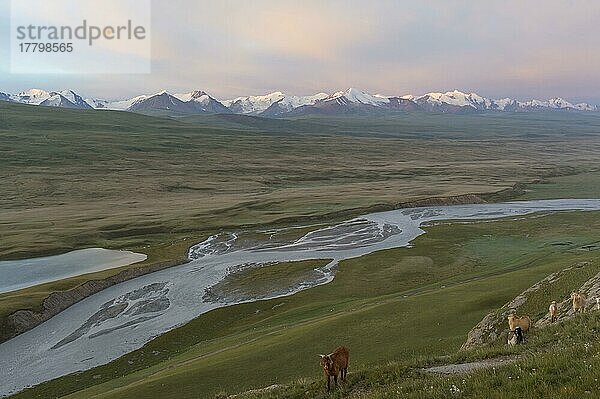 Ziegen grasen am Hang  Sary Jaz-Tal  Region Issyk Kul  Kirgisistan