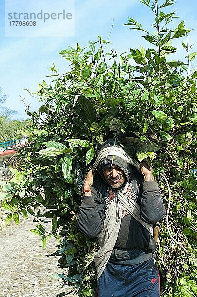 Nepalesischer Bauer trägt eine volle Ladung Äste auf seinem Rücken  Bergdorf Dhampus  Nepal  Asien