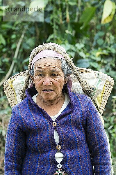 Alte nepalesische Frau trägt Steine für den Straßenbau auf dem Rücken  Bergdorf Dhampus  Nepal  Asien
