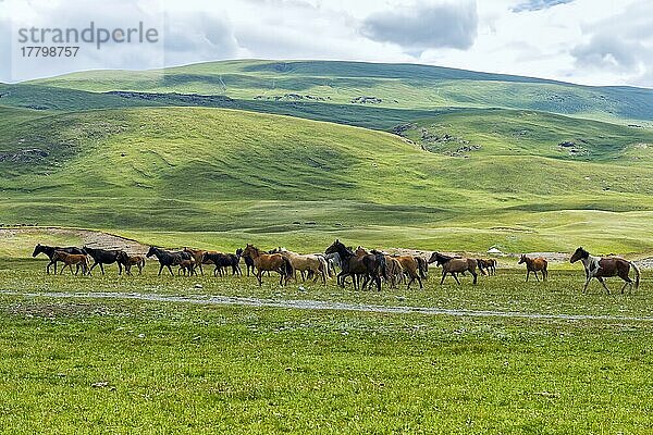 Pferde laufen in der Naryn-Schlucht  Region Naryn  Kirgisistan