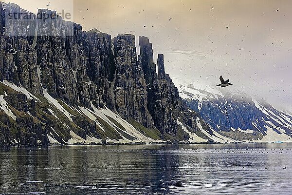 Dickschnabellumme (Uria lomvia) oder Trottellummen-Kolonie  Vogelfelsen Alkefjellet  Hinlopenstraße  Insel Spitzbergen  Svalbard-Archipel  Norwegen  Europa