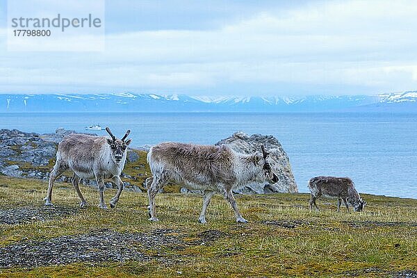 Spitzbergen-Rentiere (Rangifer tarandus platyrhynchus) in der Toundra  Insel Spitzbergen  Svalbard-Archipel  Norwegen  Europa