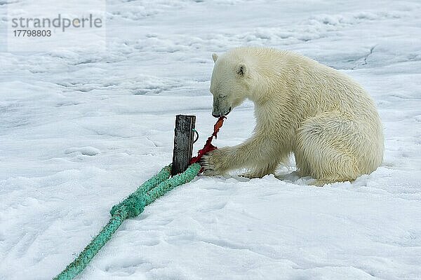 Eisbär (Ursus maritimus) inspiziert Seil und kaut auf Mast von Expeditionsschiff  Svalbard Archipelago  Norwegen  Europa