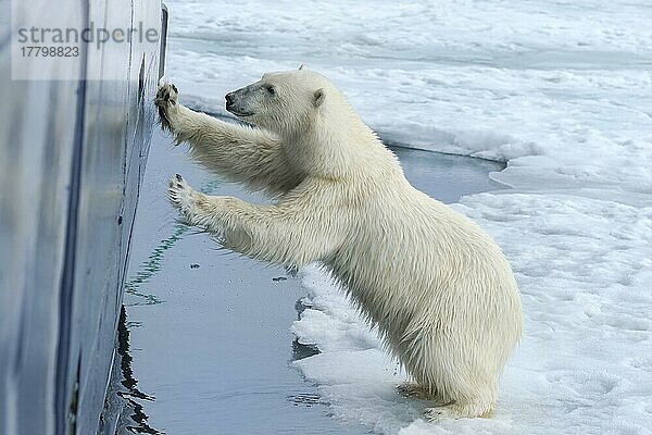 Neugieriger Eisbär (Ursus maritimus) am Schiffsrumpf und beim Versuch  durch ein Bullauge einzudringen  Svalbard Archipelago  Norwegen  Europa