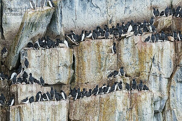 Dickschnabellumme (Uria lomvia) oder Trottellummen-Kolonie  Vogelfelsen Alkefjellet  Hinlopenstraße  Insel Spitzbergen  Svalbard-Archipel  Norwegen  Europa