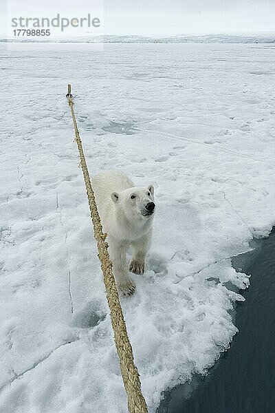 Neugieriger Eisbär (Ursus maritimus)  der neben dem Expeditionsschiff sitzt und nach oben schaut  Svalbard Archipelago  Norwegen  Europa