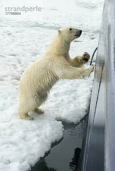 Neugieriger Eisbär (Ursus maritimus)  der auf den Schiffsrumpf springt und versucht  durch ein Bullauge einzudringen  Svalbard Archipelago  Norwegen  Europa