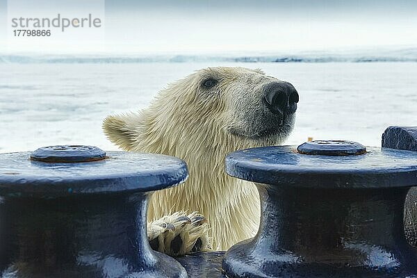 Eisbär (Ursus maritimus) beim Versuch  das Expeditionsschiff zu besteigen  Svalbard Archipelago  Norwegen  Europa