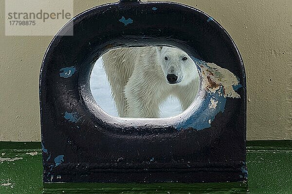 Eisbär (Ursus maritimus) schaut durch eine Öffnung im Schiffsdeck  Svalbard Archipelago  Norwegen  Europa