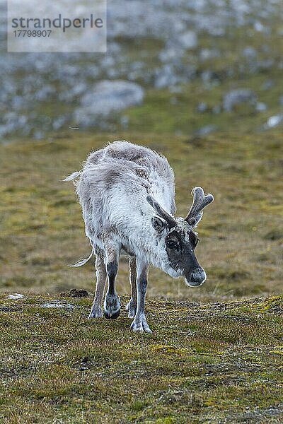 Spitzbergen-Rentier (Rangifer tarandus platyrhynchus) in der Toundra  Insel Spitzbergen  Svalbard-Archipel  Norwegen  Europa