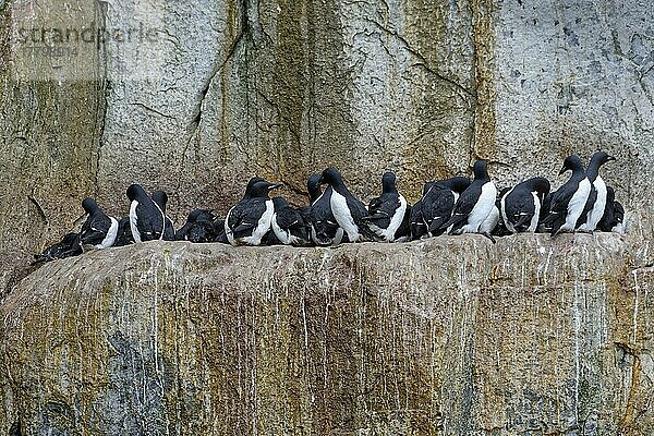 Dickschnabellumme (Uria lomvia) oder Trottellummen-Kolonie  Vogelfelsen Alkefjellet  Hinlopenstraße  Insel Spitzbergen  Svalbard-Archipel  Norwegen  Europa