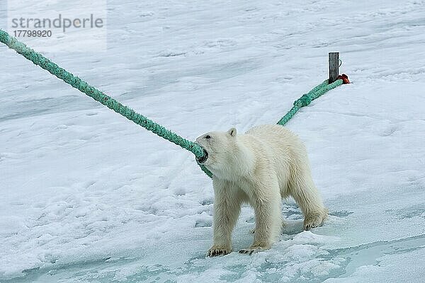 Eisbär (Ursus maritimus)  der am Seil des Expeditionsschiffes zieht und beißt  Svalbard Archipelago  Norwegen  Europa