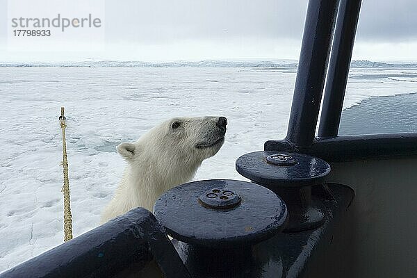 Eisbär (Ursus maritimus) beim Versuch  das Expeditionsschiff zu besteigen  Svalbard Archipelago  Norwegen  Europa