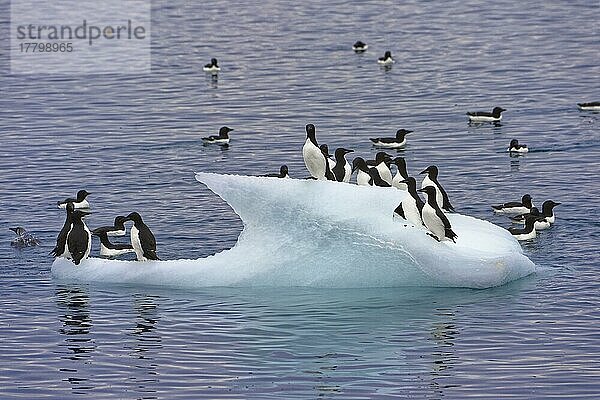 Dickschnabelmöwen (Uria lomvia) oder Brunnich's Trottellummen auf einem Eisberg  Alkefjellet Vogelfelsen  Hinlopenstraße  Insel Spitzbergen  Svalbard-Archipel  Norwegen  Europa