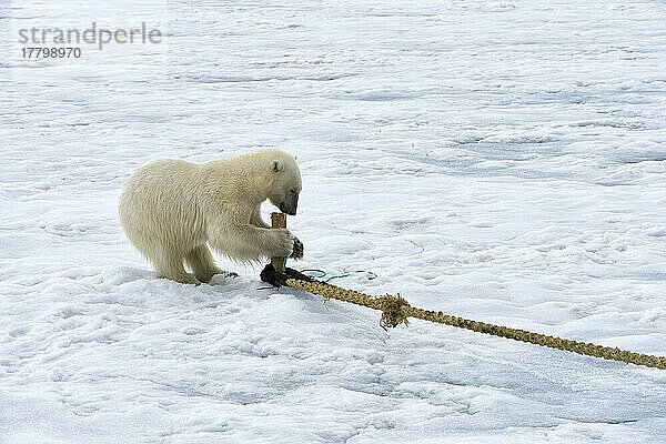 Eisbär (Ursus maritimus) inspiziert Seil und kaut auf Mast von Expeditionsschiff  Svalbard Archipelago  Norwegen  Europa