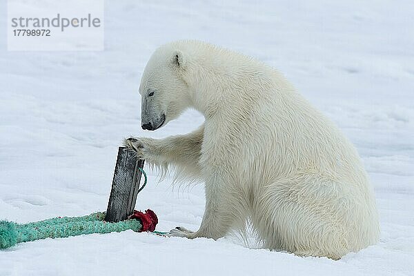 Eisbär (Ursus maritimus) inspiziert Seil und Mast  der das Expeditionsschiff hält  Svalbard Archipelago  Norwegen  Europa