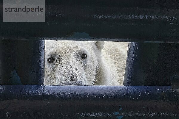 Eisbär (Ursus maritimus) schaut durch eine Öffnung im Schiffsdeck  Svalbard Archipelago  Norwegen  Europa