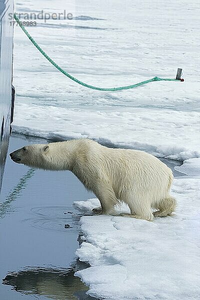 Neugieriger Eisbär (Ursus maritimus) schnüffelt am Schiffsrumpf  Svalbard Archipelago  Norwegen  Europa