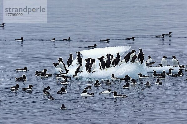 Dickschnabellumme (Uria lomvia) oder Brunnich's Trottellumme auf einem Eisberg  Alkefjellet Vogelfelsen  Hinlopenstraße  Insel Spitzbergen  Svalbard Archipelago  Norwegen  Europa