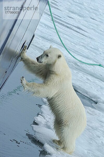 Neugieriger Eisbär (Ursus maritimus) am Schiffsrumpf und beim Versuch  durch ein Bullauge einzudringen  Svalbard Archipelago  Norwegen  Europa