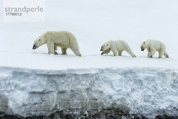 Weiblicher Eisbär (Ursus maritimus)  gefolgt von zwei einjährigen Jungtieren  die auf dem Gletscherrand spazieren gehen  Björnsundet  Hinlopenstraße  Insel Spitzbergen  Svalbard Archipelago  Norwegen  Europa