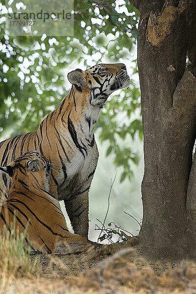 Zwei junge bengalische Tiger (Panthera tigris tigris)  Tadoba Andhari Tiger Reserve  Bundesstaat Maharashtra  Indien  Asien