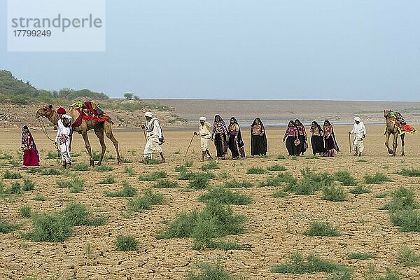 Menschen vom Stamm der Rabari wandern in der Wüste mit einem Dromedar  Great Rann of Kutch Desert  Gujarat  Indien  Asien