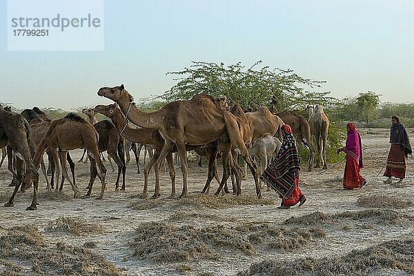 Dromedare  beobachtet vom Volk der Fakirani  Great Rann of Kutch Wüste  Gujarat  Indien  Asien