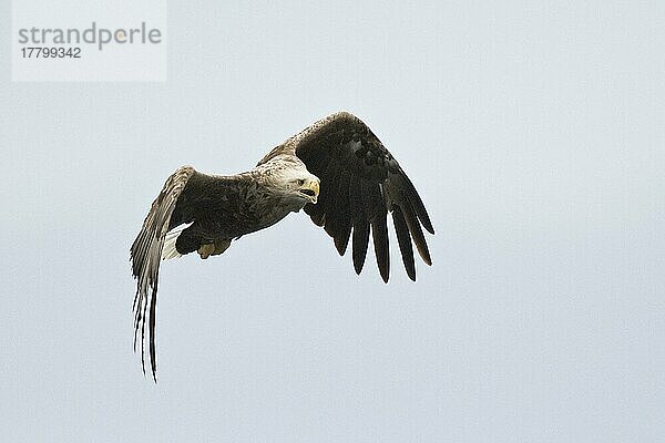 Seeadler (Haliaeetus albicilla)  Lofoten  Norwegen  Europa