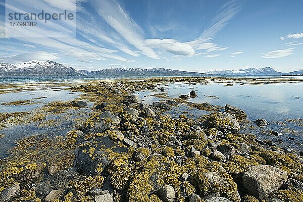 Algenbewachsene Steine im See  Lodingen  Norwegen  Europa