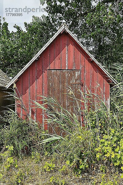 Alte rote Fischerhütte aus Holz  zugewachsen  Fischerstelle  saisonal bewohntes Dorf an der Küste  Norebod Fiskeläge  Südgotland  Insel Gotland  Schweden  Europa