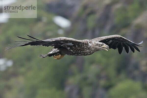 Seeadler (Haliaeetus albicilla)  Lofoten  Norwegen  Europa