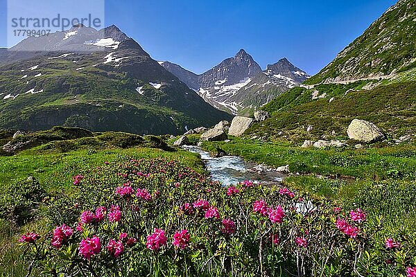 Blühende Alpenrosen (Rhododendron ferrugineum) an einem Bergbach am Sustenpass  Kanton Uri  Schweiz  Europa