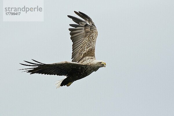 Seeadler (Haliaeetus albicilla)  Lofoten  Norwegen  Europa