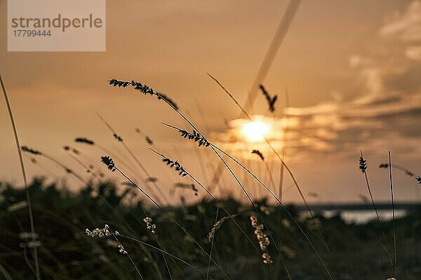 Sonnenuntergang hinter blühenden Gräsern am Meer  Ostküste  Insel Gotland  Schweden  Europa
