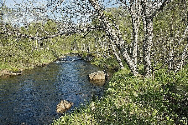 Flusslandschaft  Austvagsoya  Lofoten  Norwegen  Europa