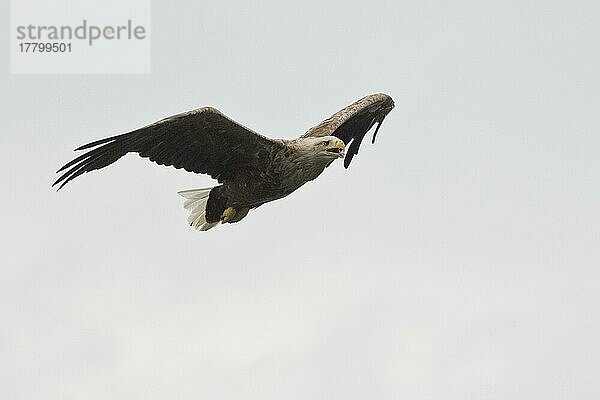 Seeadler (Haliaeetus albicilla)  Lofoten  Norwegen  Europa