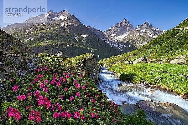 Blühende Alpenrosen (Rhododendron ferrugineum) an einem Bergbach am Sustenpass  Kanton Uri  Schweiz  Europa