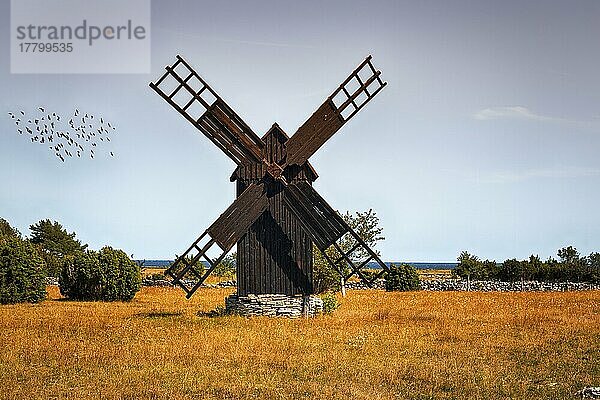 Braune Windmühle aus Holz  Vogelschwarm am Abendhimmel  Burgsvik  Insel Gotland  Schweden  Europa